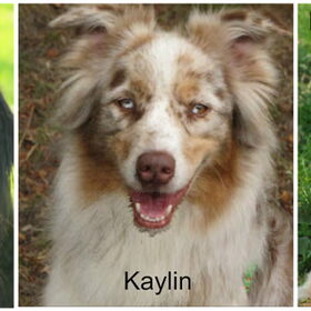 Hondenfoto van Danielle, Kyra*Kaylin*, Djaira en Djaidey