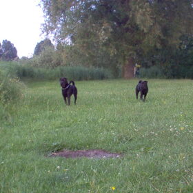 op het losloopterijn