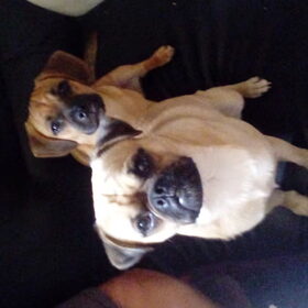 Hondenfoto van Nori met Chewy, Ayla, Leiah & Mace