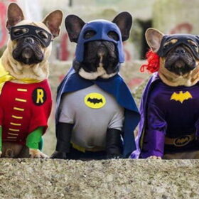 Hondenfoto van Nori met Chewy, Ayla, Leiah & Mace