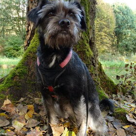 Hondenfoto van Ciska en Spanjaardje Moh (Bambi r.i.p.)