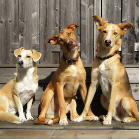 Hondenfoto van Demi - Nova, Jairo, Loki & Kaiyu 