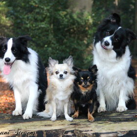 Hondenfoto van Shauni  *Sky~Jinx~Sansa~Hypno*