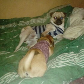 Hondenfoto van Nori met Chewy, Ayla, Leiah & Mace