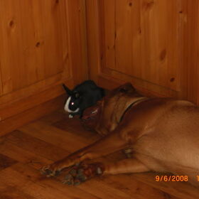 Hier is Diablo met onze konijn Binkie