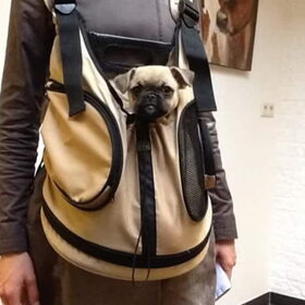 Hondenfoto van Nori met Chewy, Ayla, Leiah & Mace