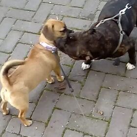 Hondenfoto van Nori met Chewy, Ayla, Leiah & Mace