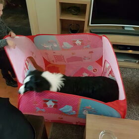 Hondenfoto van carla en Buddy 