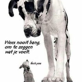 Hondenfoto van Willemijn - baasje van Vika .           Bams  en Ogin   ¥ .