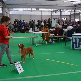 Hondenfoto van Sigrid, Sandy, Diva & Nala