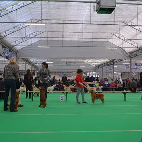 Hondenfoto van Sigrid, Sandy, Diva & Nala