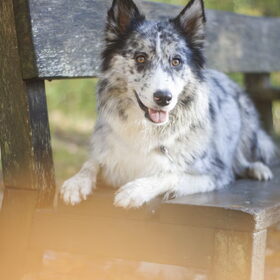 Hondenfoto van Angelique; Bruno, Charlie & Fenna  