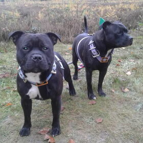 Hondenfoto van Bennie & Diva / Sultan
