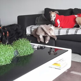 Hondenfoto van Ina, Misty en Aysa