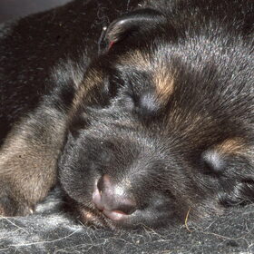 Hondenfoto van Lisanne, Misha, Tessa&Arrow