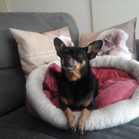 Hondenfoto van Jantina, Laila, en Luna