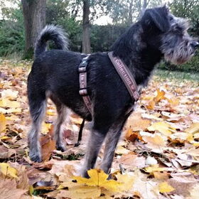 Hondenfoto van Ciska en Spanjaardje Moh (Bambi r.i.p.)