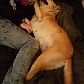 Hondenfoto van laura   Diva&Nova