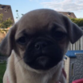 Hondenfoto van Nori met Chewy, Ayla, Leiah & Mace