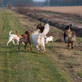 Wandeling met Hetty,Rowan,Micky,Myla,Wolf Bentley,Bikkel en Wilma