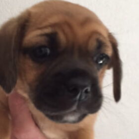 Hondenfoto van Nori met Chewy, Ayla, Leiah & Mace
