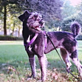 Hondenfoto van Ciska en Spanjaardje Moh (Bambi r.i.p.)