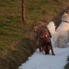 Rowan en Myla genieten van de sneeuw die nog in de sloot lag