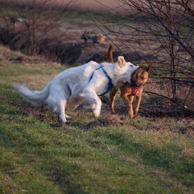 Rowan en Myla even stoeien