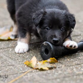 Hondenfoto van Team Black & White