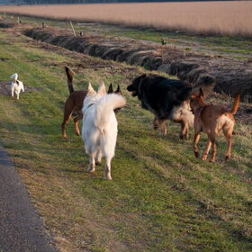 Hondenfoto van De Mecheltjes clan