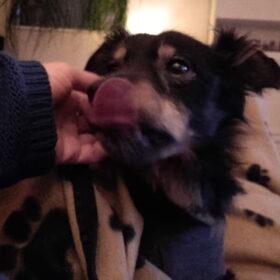 Hondenfoto van Petra,  *Lily Jane*   & Jip