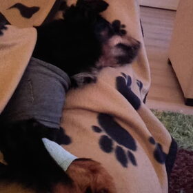 Hondenfoto van Petra,  *Lily Jane*   & Jip
