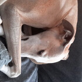 Hondenfoto van Ina, Misty en Aysa