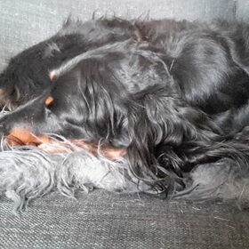Hondenfoto van Ina, Misty en Aysa