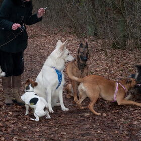 Wolf ik wil mijn bal terugggggggggg