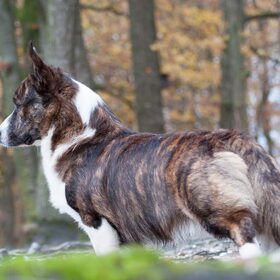 Hondenfoto van Nathalie, Harley & Mr. Deeks