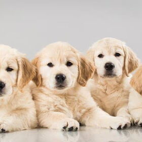 Buxus, Noor, Bella & Indie