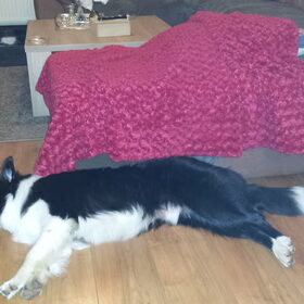 Hondenfoto van carla en Buddy 