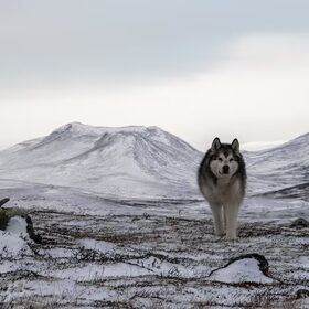 Hondenfoto van Alaska's Finest!