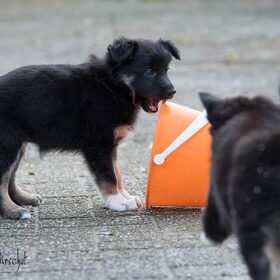 Hondenfoto van Team Black & White