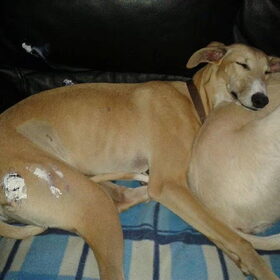 Hondenfoto van Ina, Misty en Aysa
