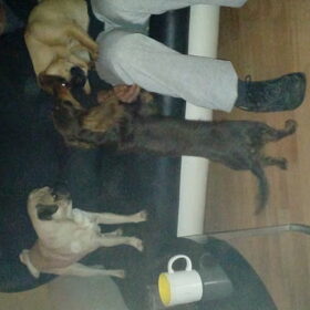 Hondenfoto van Nori met Chewy, Ayla, Leiah & Mace