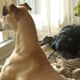 Hondenfoto van Ina, Misty en Aysa