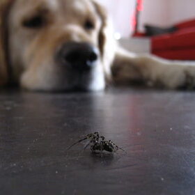 Bobbie observeert een spin