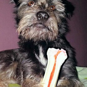 Hondenfoto van Ciska en Spanjaardje Moh (Bambi r.i.p.)