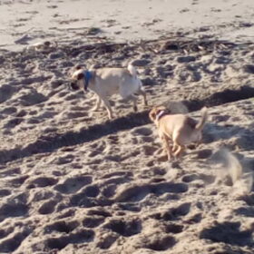 Hondenfoto van Nori met Chewy, Ayla, Leiah & Mace