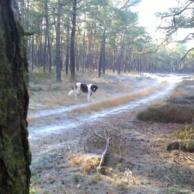 Hondenfoto van Coby & Wanda en Mathilde