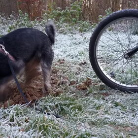 Hondenfoto van Ciska en Spanjaardje Moh (Bambi r.i.p.)