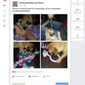 Hondenfoto van Sigrid, Sandy, Diva & Nala