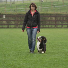 Hondenfoto van Nathalie, Harley & Mr. Deeks